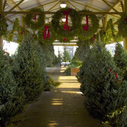 Christmas tree lot supplies, Christmas tree supplies, Christmas tree products, Christmas tree grower supplies