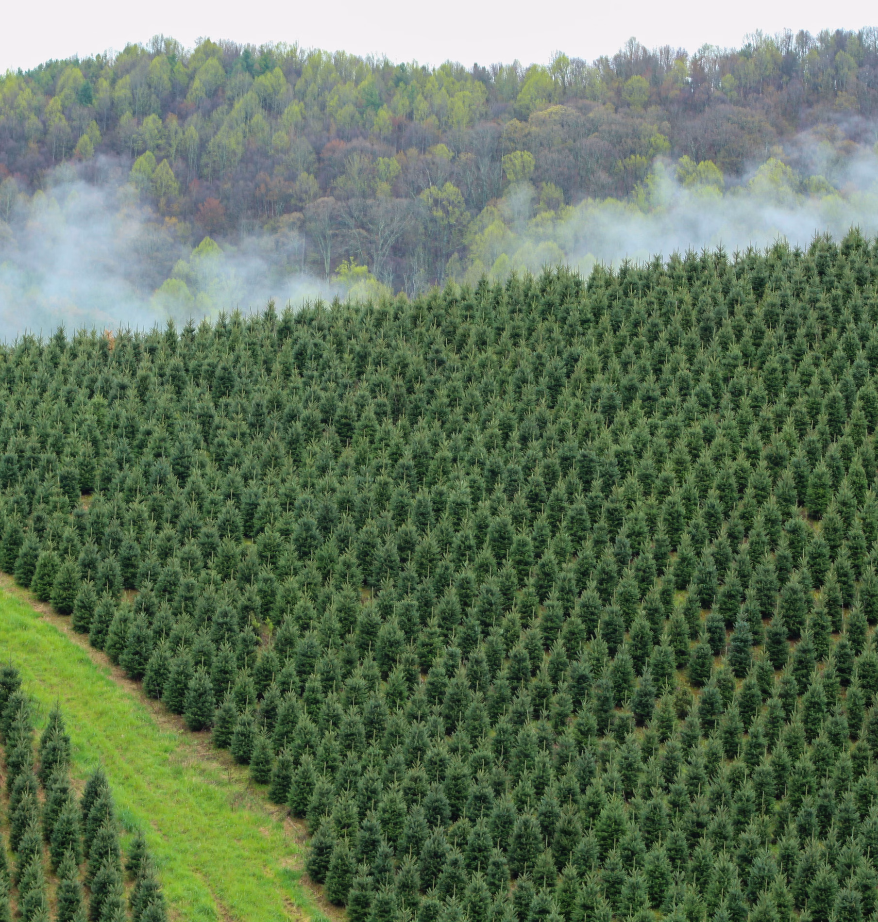 Christmas Tree Farming Sustainability