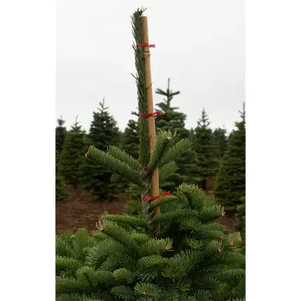 Grower Supplies > Plant Staking Equipment